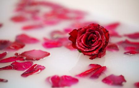 Red rose and petals floating in bathtub with milk.の写真素材