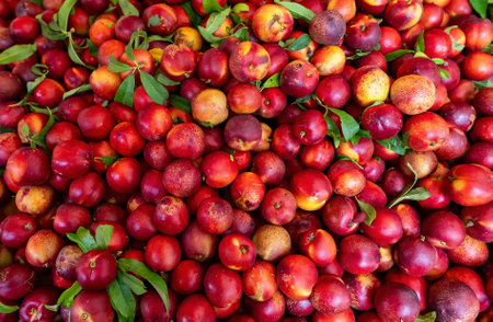 Lots of eco friendly nectarines in the city market.の写真素材