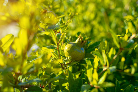Unripe pomegranate fruit hanging on the tree.