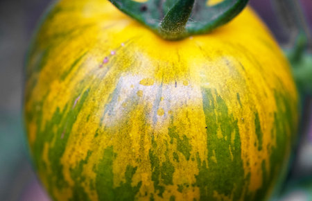 Green gold zebra tomatoes in a greenhouse.の写真素材