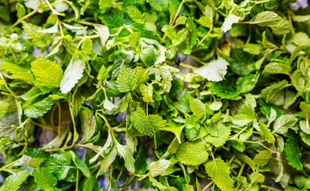 Mint is dried to make tea in winter.