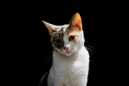 Lonely homeless cat in the street at night. On black background.の写真素材