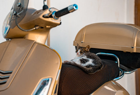 Kitty resting on a motor scooter.の写真素材