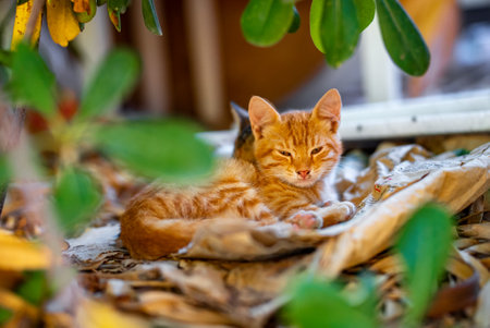 Cute little red kittens resting in bushes.の写真素材