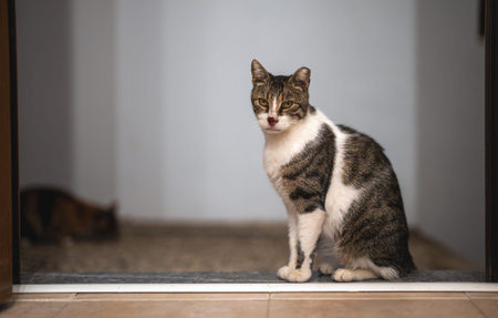 A cat sits at the entrance to the apartment.の写真素材