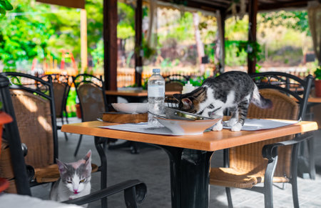 A street cat eats food from plates in a restaurant.の写真素材