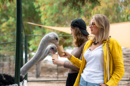 Two girls feed ostriches on a farm.の写真素材