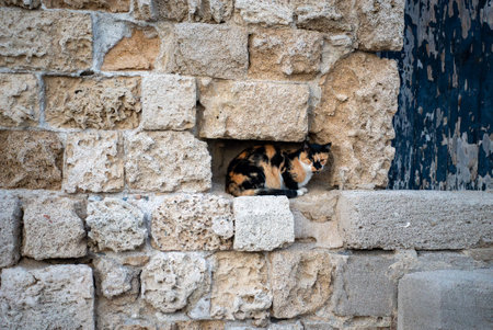 The cat is hiding in a hole between the bricks.の写真素材