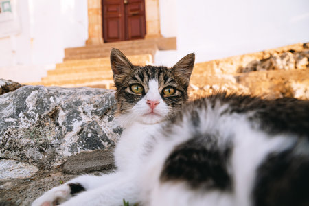 Stray feral cat on the street.の写真素材