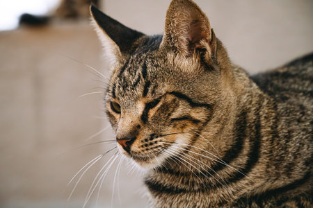 Stray feral cat on the street.
