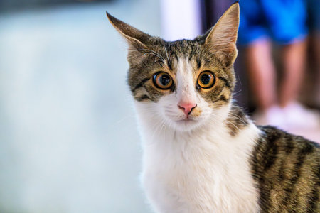 Stray feral cat on the street.の写真素材