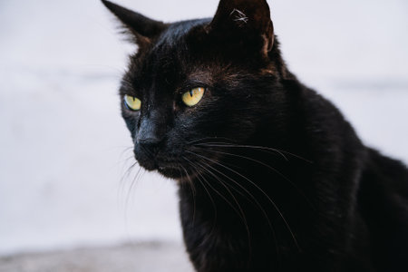 Portrait of black cat on the street.の写真素材