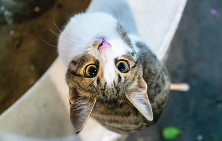 Stray feral cat on the street.の写真素材