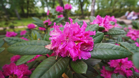 Beautiful red flowers on a bush of Rhododendron ferrugineum.の写真素材