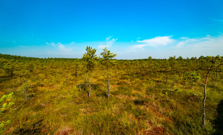 Viru Raba swamp lake in Estonia.