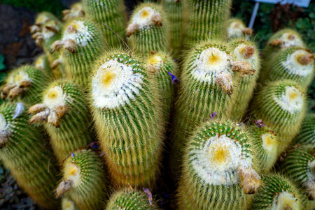 Vibrant Cactus Bloom in Close-Up.の写真素材