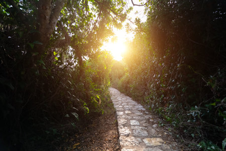 A path leading deep into the forest.