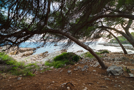 Wind-shaped pines at Cap d'Antibes.の写真素材