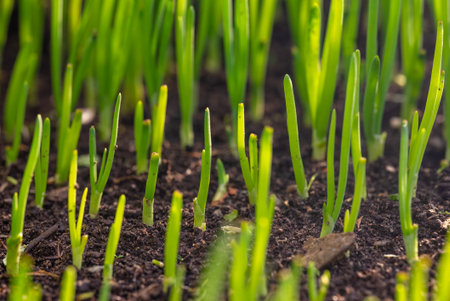 Green onion close-up with forest-like perspective.の写真素材