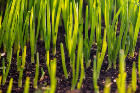 Green onion close-up with forest-like perspective.の写真素材