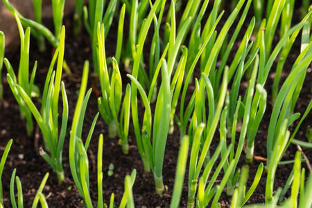 Green onion close-up with forest-like perspective.の写真素材