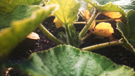 Young zucchini leaves in early growth stage.の写真素材