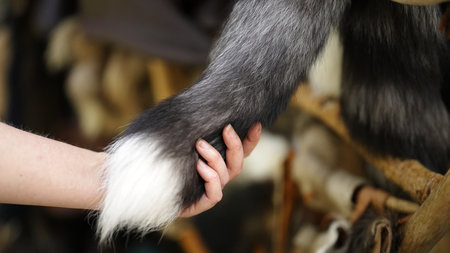 Woman touching animal fur at traditional outdoor market.の写真素材