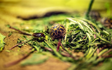 Tiny tortoise and beetle among green leaves.