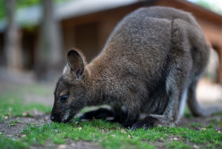 Red-necked wallaby (Macropus rufogriseus)の写真素材