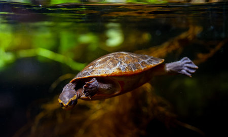 Red-bellied short-necked turtle swimming underwater in an aquarium.