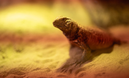 Uromastyx lizard resting on sand in an arid terrarium.