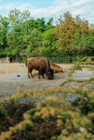Herd of American bison with a young calf resting in a zoo paddock.