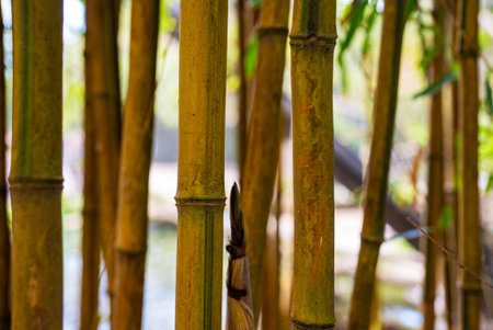 Close-up of green bamboo stalks in a forest.の写真素材