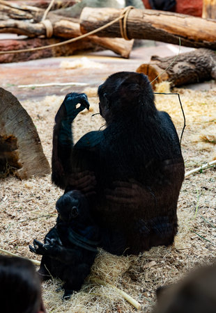 Western lowland gorilla sitting on wood shavings with its young infant.の写真素材