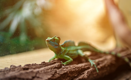 Green crested basilisk lizard on a tree branch in a tropical enclosure.の写真素材