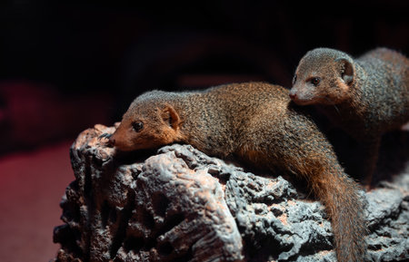 Two dwarf mongooses resting on a log in a dark zoo exhibit.の写真素材