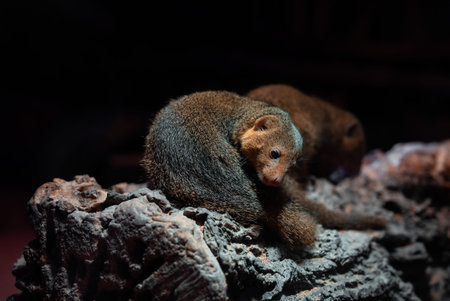 Two dwarf mongooses resting on a log in a dark zoo exhibit.