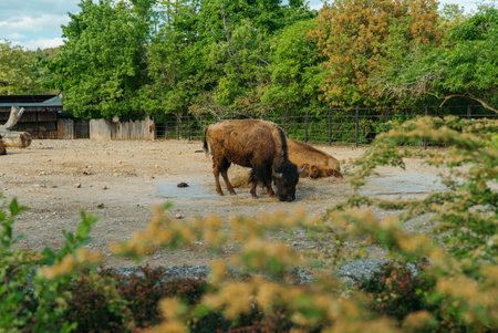 Herd of American bison with a young calf resting in a zoo paddock.