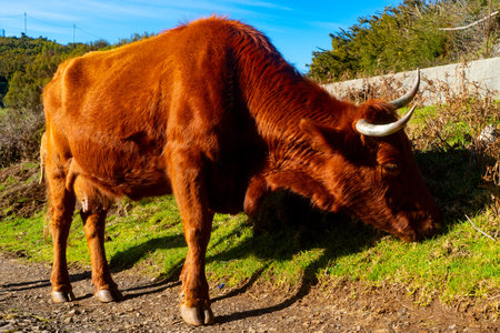 Close up of a brown cow grazing on green grass by the roadside.の写真素材