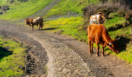 Domestic cows grazing on a green hillside by a cobblestone road.の写真素材