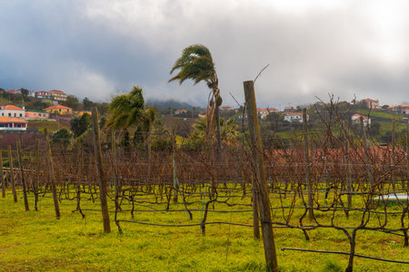 Windy vineyard and village houses in Santana.の写真素材