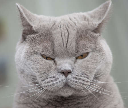 Grey british cat の写真素材