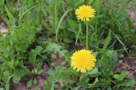 dandelion field officinalisの写真素材