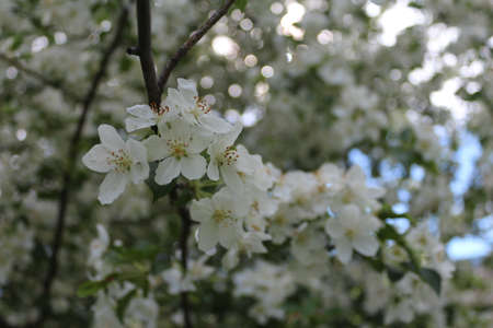 flowerの写真素材