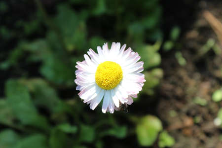 flower close upの写真素材