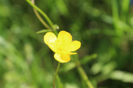 flower close upの写真素材
