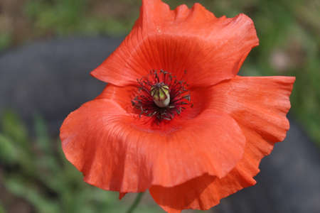 flower close upの写真素材