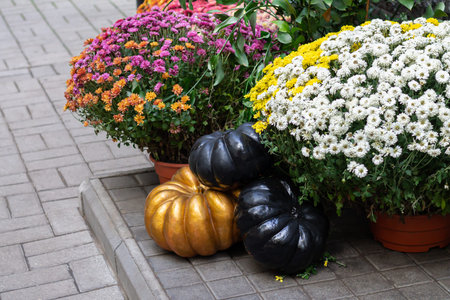 Golden and black pumpkins next to blooming chrysanthemums outdoors. Autumn holidays decor concept
