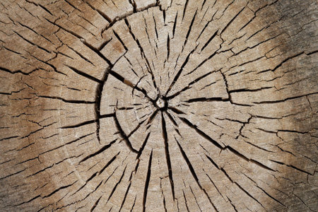 Tree old sawcut with rings and cracks. Wooden texture background closeup