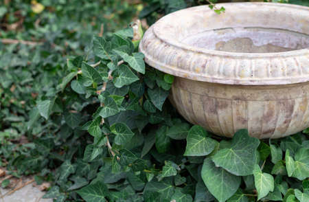 Retro concrete garden flower pot next to green ivy vinesの写真素材